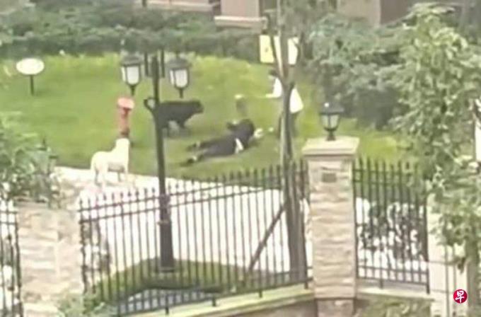 成都一小区恶犬撕咬女童致肾伤骨折 犬只去向来源在调查中