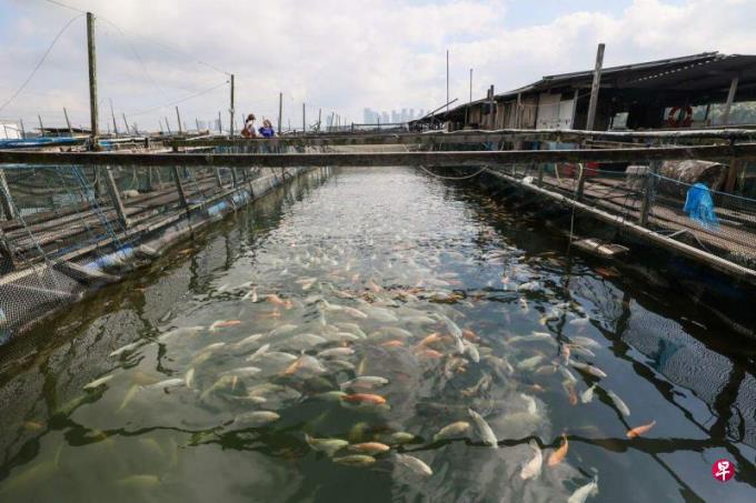 长城集团带头做新洲非鱼料理 改变泥腥味刻板印象