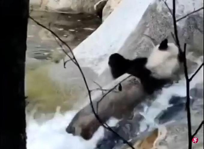 陕西秦岭熊猫湍急河水中惊险过河