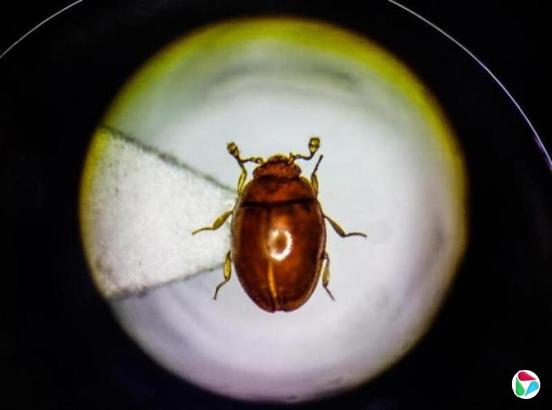 广东在城市湿地发现昆虫新物种