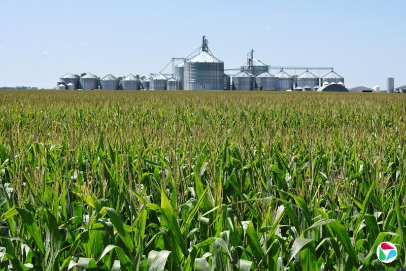 美国北达科他州卡灵顿附近的玉米田。中国将对从美国进口的玉米加征15%的关税,对大豆、猪肉、牛肉、水果等加征10%的关税。