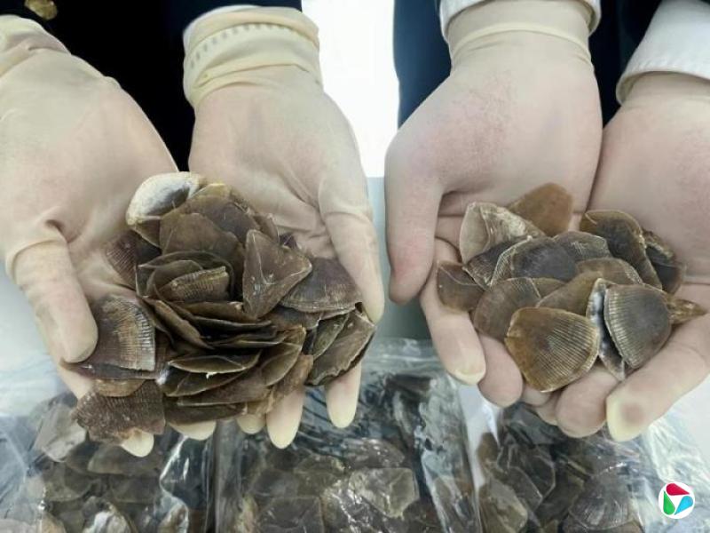 中国海关查获人身藏匿穿山甲鳞片