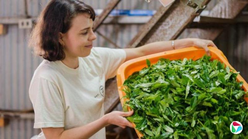 ҶӦסά˹ (Lauren Purvis) ڰһҶ