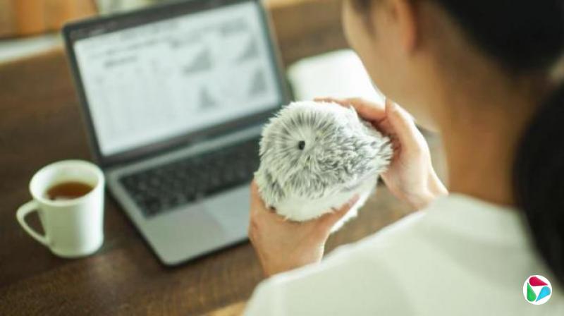 日本AI宠物机器人走红 陪伴式互动引发情感共鸣