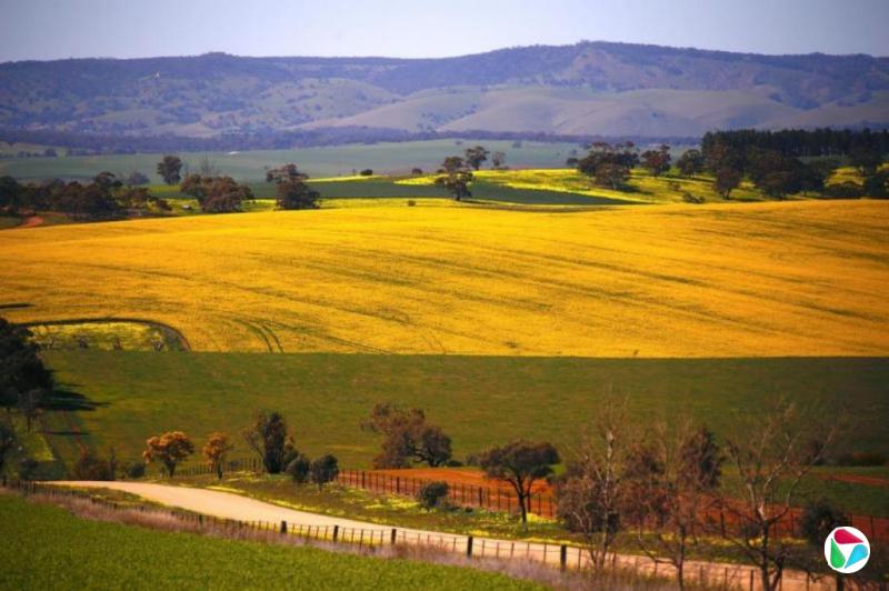 中国时隔五年重启购买澳大利亚油菜籽