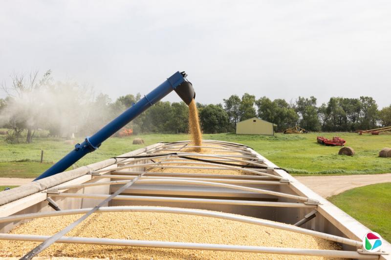 北达科他州的农民正匆忙寻找更多的仓储空间,并准备面对土地价值下跌的局面——那些本该销往中国的大豆正堆积成山。