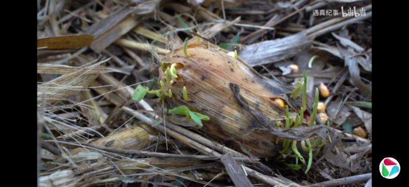 下午察:中国农民的秋收之痛