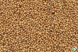 ó׹ϵ仺 й󶹲ɹͣ