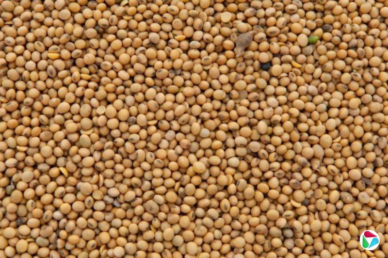 中美贸易关系虽缓和 中国对美大豆采购仍停滞