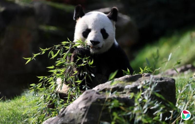 与中方续签十年租借协议 马国11月中旬将迎新大熊猫