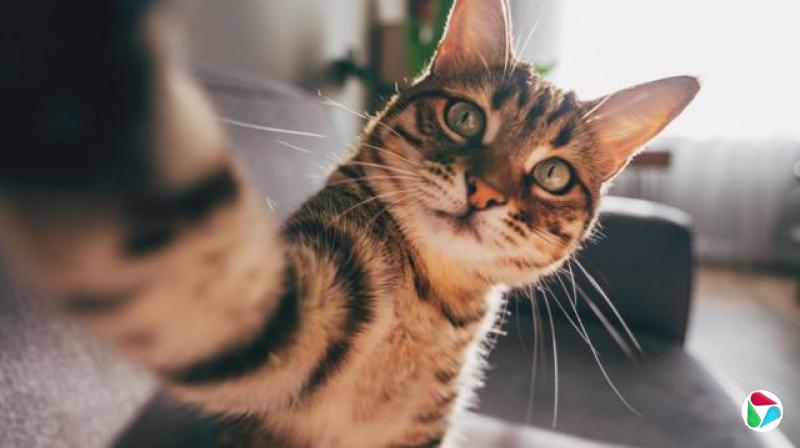 一只虎斑猫抬头凝视镜头,举起爪子,仿佛正在自拍。