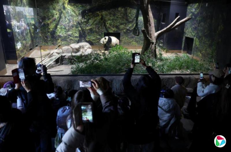 东京上野大熊猫告别 日本首次迎来“无熊猫时代”