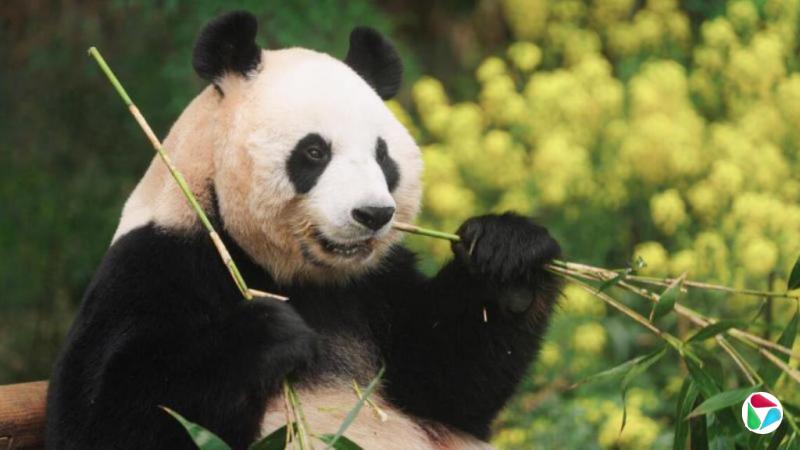 韩国会议长向中国表达再次引进大熊猫意向