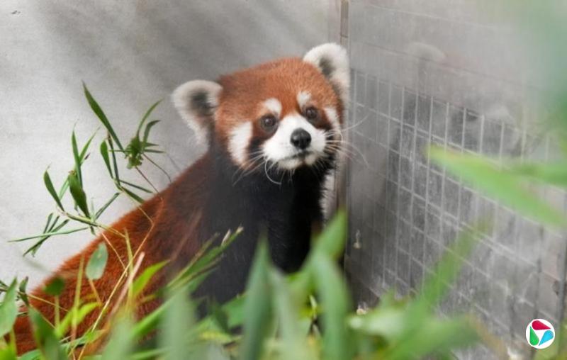 上海两只小熊猫平安抵台