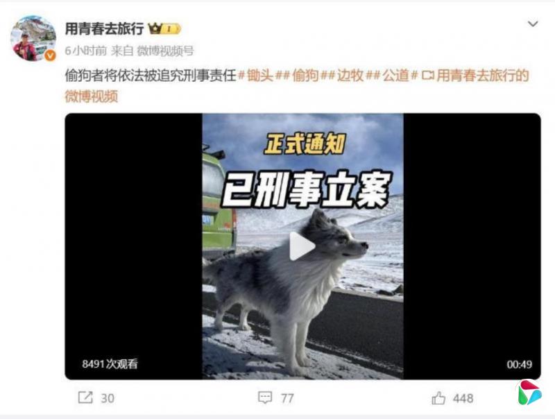 河南网红狗被偷走宰杀引中外舆论关注 警方立案调查