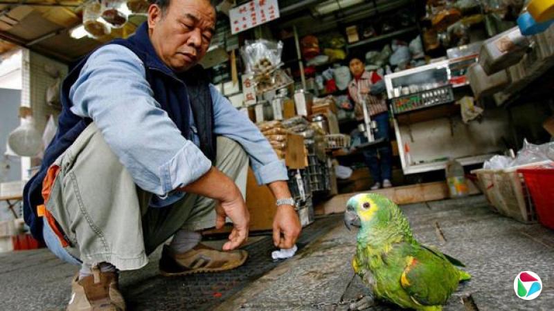 一名年长者在一间小店外全蹲,正看着几公分外的一只绿色鹦鹉。这只鸟眼睛周围带有黄色斑纹