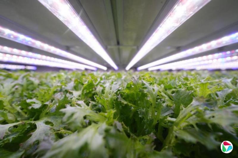 宋明家:粮食安全下一个战场在作物DNA里