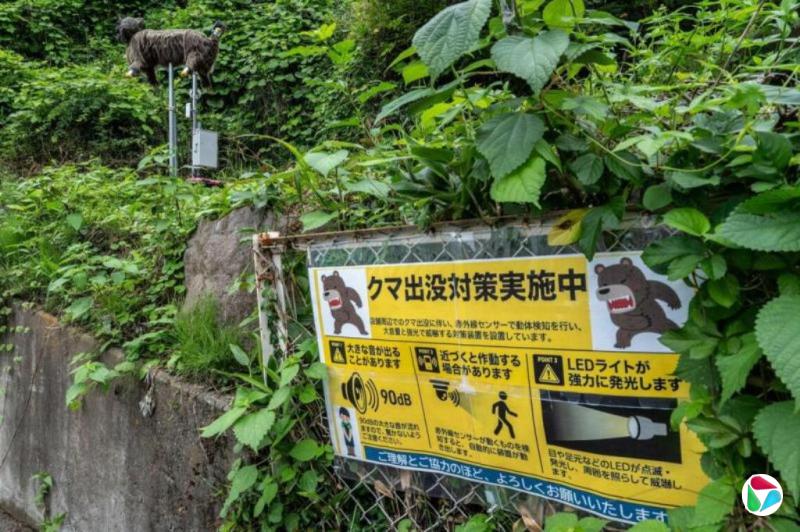 熊袭事件激增 日本北部山区增设800摄像头监测