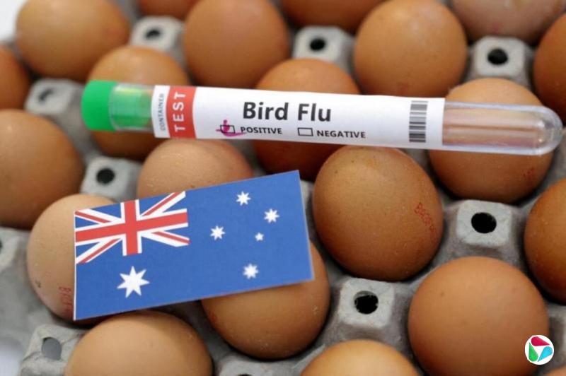 新南威尔士州首现H5N1病例 澳洲累计三州通报