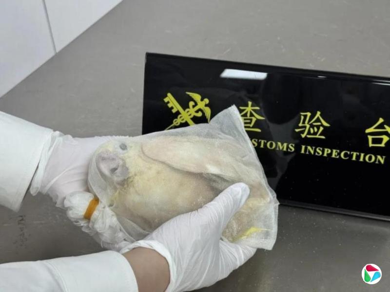 中国海关查获藏匿在旅客裤袋两濒危活鹦鹉