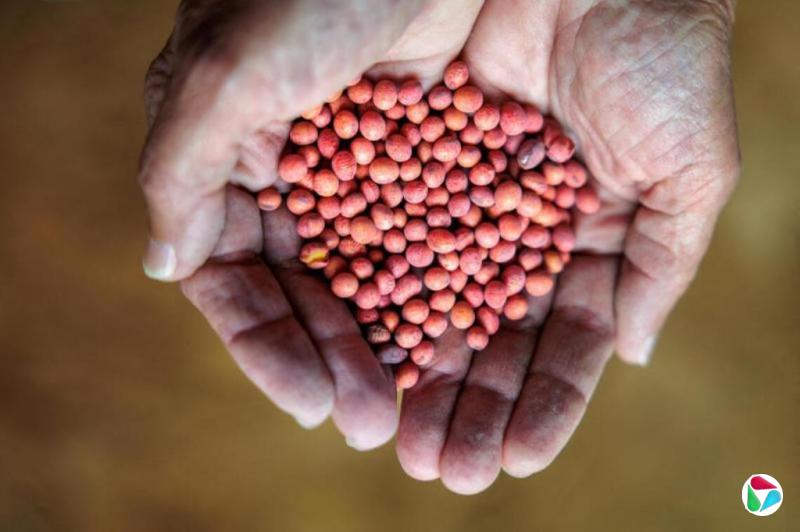 中国外交官:贸易战扰乱中美大豆贸易 美农民成受害者