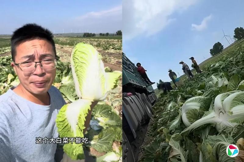 中国甲醛白菜事件:韩国加强白菜进口检查