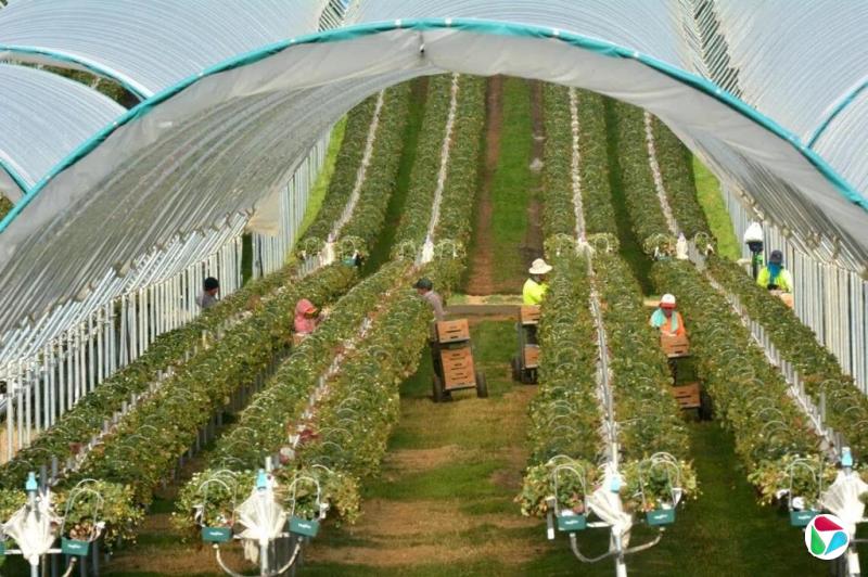 澳洲收紧留学生和打工度假签证 多项行业恐受冲击